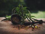 CBD Trends